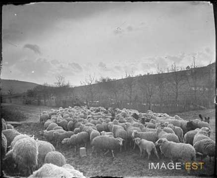 Troupeau de moutons au pâturage (Lorraine)