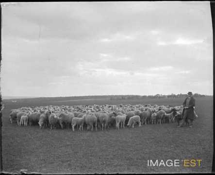 Troupeau de moutons au pâturage (Lorraine)