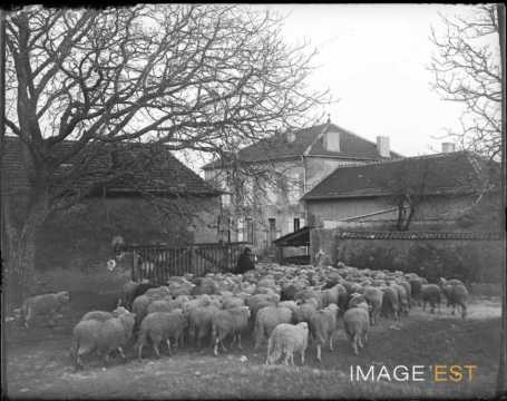Troupeau de moutons (Laxou)