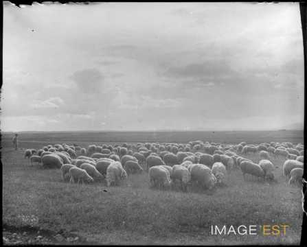 Troupeau de moutons au pâturage (Lorraine)