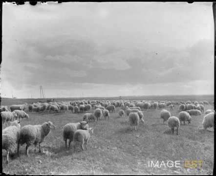 Troupeau de moutons au pâturage (Lorraine)