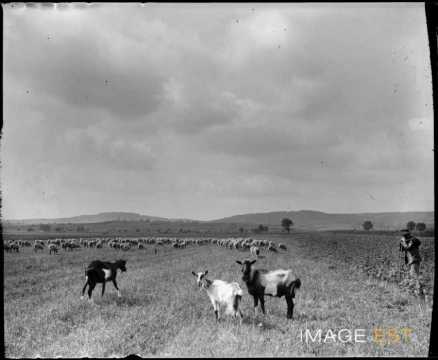 Troupeau de moutons au pâturage (Lorraine)
