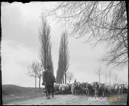 Berger et ses moutons (Ceintrey)
