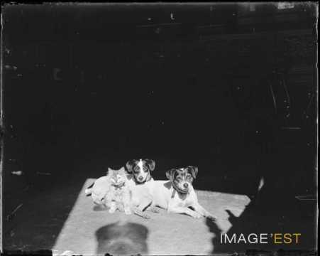 Chiens et chaton (Nancy)