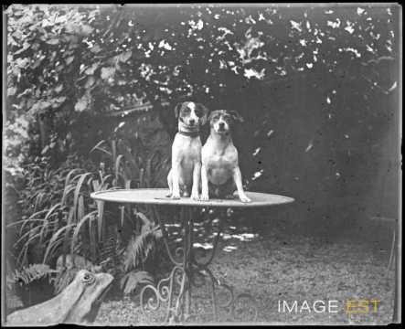 Chiens (Nancy)