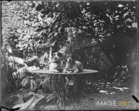 Chiens (Nancy)