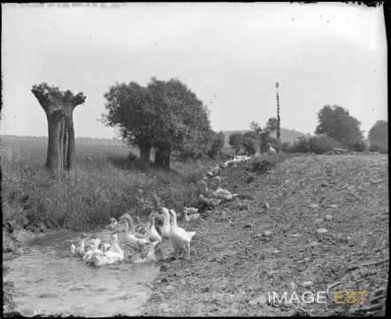 Troupeau d'oies  (Lorraine)