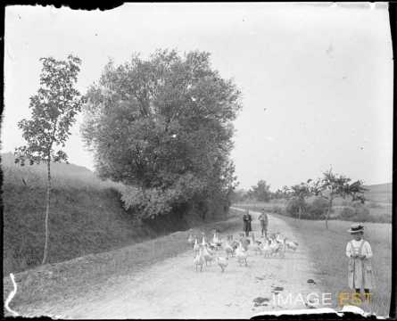 Enfants avec un troupeau d'oies (Leyr)