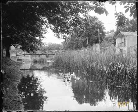 Canards sur une rivière (Lorraine)