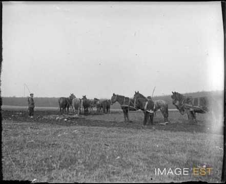 Attelages de chevaux (Lorraine)