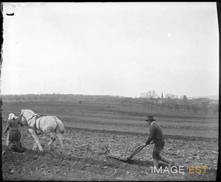 Cheval tractant une charrue (Lorraine)
