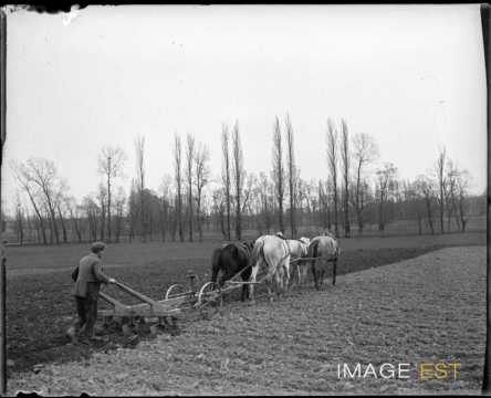 Chevaux tractant une charrue (Lorraine)