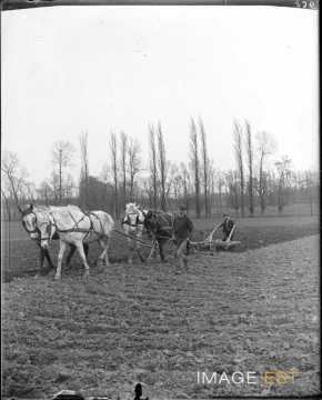 Chevaux tractant une charrue (Villers-lès-Nancy)
