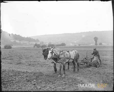 Chevaux tractant une faucheuse (Lorraine)