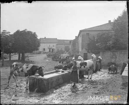 Vaches à l'abreuvoir (Leyr)
