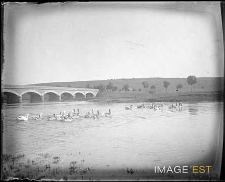 Canards sur la Moselle (Pierreville)