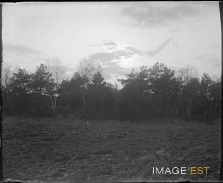 Lisière d'une forêt (Lorraine)