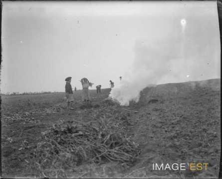 Travaux des champs (Lorraine)