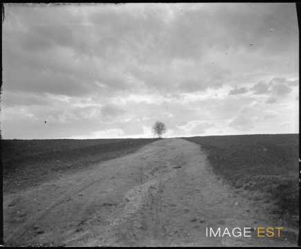 Contre-jour sur un chemin (Amance)