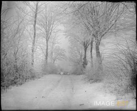 Chemin forestier (Marbache)