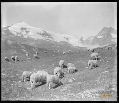 Pâturage dans le massif de la Vanoise (Pralognan-la-Vanoise)
