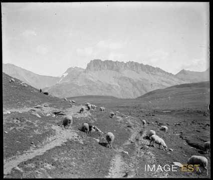 Moutons dans les pâturages (Moûtiers)