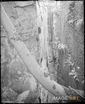 Gorges du Loup (Echternach)