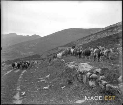 Troupeau de chèvres (Corse)