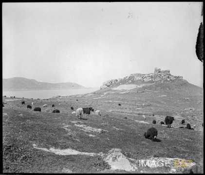 Chèvres au pâturage (Corse)