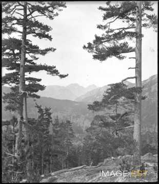 Forêt d'Aïtone (Evisa)