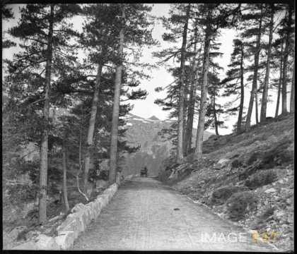 Route dans la forêt (Ghisoni)