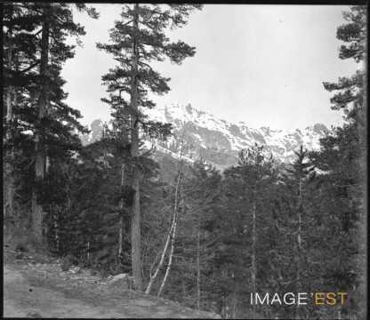 Forêt (Ghisoni)