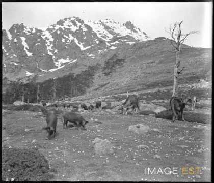 Cochons et vaches au pâturage (Corse)