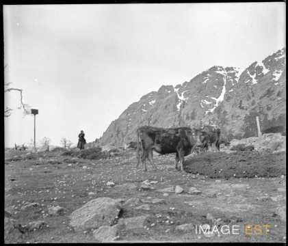 Vaches au pâturage (Corse)