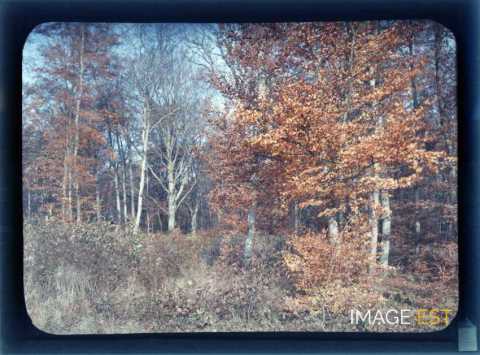 Paysage forestier