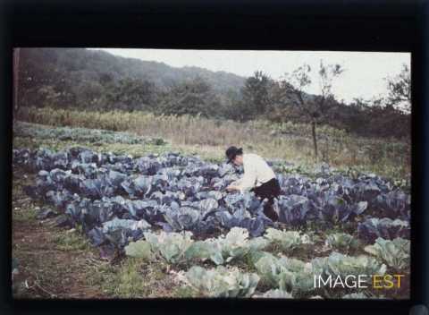 Homme dans un potager