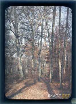 Paysage forestier