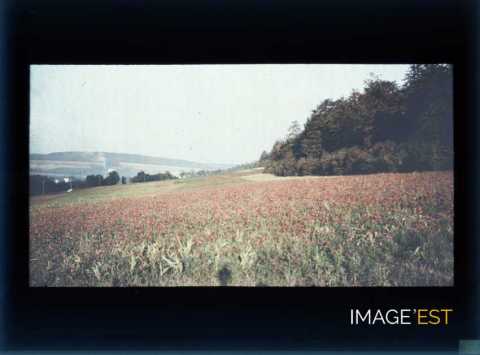Champ de fleurs (Meurthe-et-Moselle)