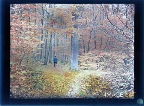 Promeneur en forêt (Meurthe-et-Moselle)