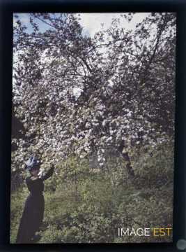 Femme près d'un cerisier (Meurthe-et-Moselle)