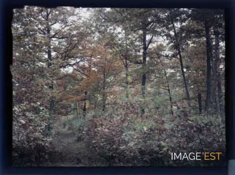 Paysage forestier (Meurthe-et-Moselle)