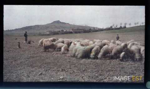 Troupeau de moutons (Atton)