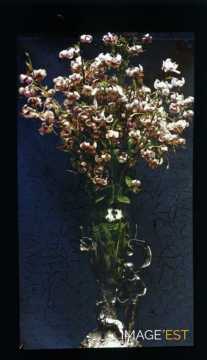 Fleurs dans un vase