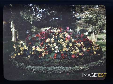 Parterre de fleurs
