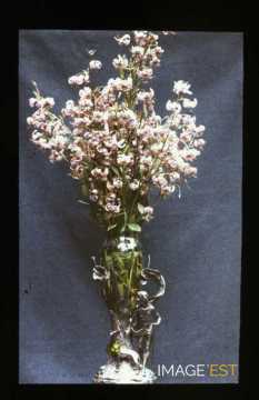 Fleurs dans un vase