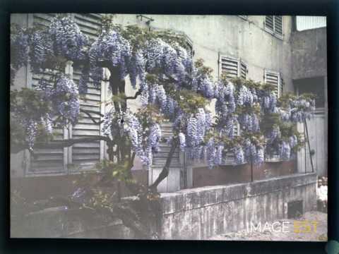 Glycine (Meurthe-et-Moselle)