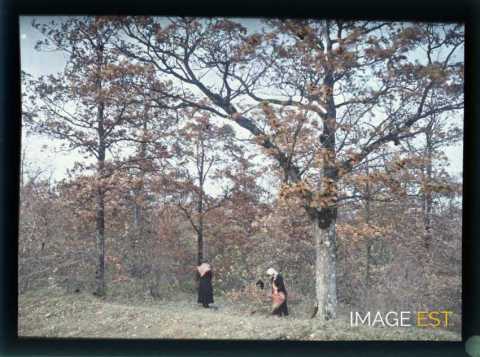Femmes en forêt (Meurthe-et-Moselle)