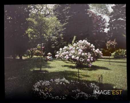 Fleurs d'un jardin (Meurthe-et-Moselle)