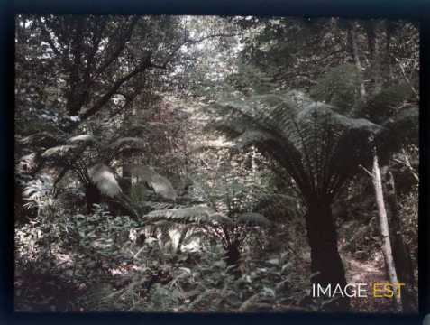 Paysage forestier (Sintra)