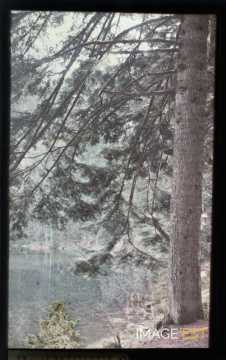 Arbre au bord de l'eau (Meurthe-et-Moselle)